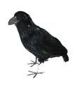 Ravn til halloween dekoration.