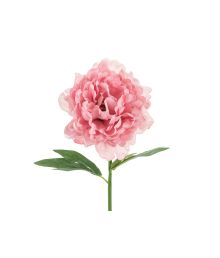 Rosa Bonderos, 1 st