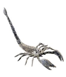 Skelett av skorpion, 25 cm
