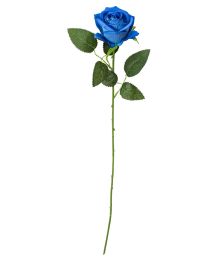 Blå rose, 50 cm